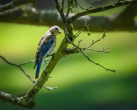 Juvenile Eastern Bluebird perched on a tree branch Stock Photos