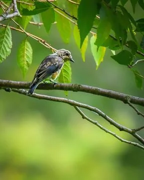 Juvenile Eastern Bluebird perched on a tree branch Stock Photos