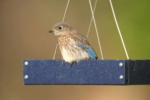 Juvenile eastern bluebird Stock Photos