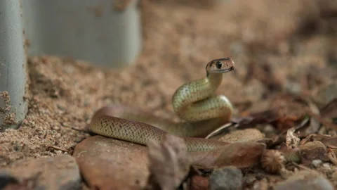 Juvenile Eastern Brown Snake 100fps 4K Video stock 223967538