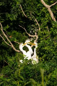 Juvenile egret birds playing in a tree Stock Photos