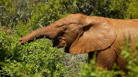 Juvenile elephant covered in mud browsing from a bush Stock Footage 114749671