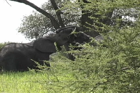  Juvenile elephants pushing Stock Footage 96789