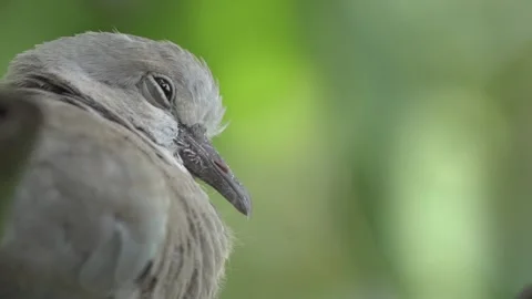 Juvenile Eurasian Collared Dove close-up slowmotion Vidéo 169227294