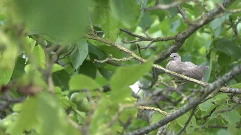 Juvenile Eurasian Collared Dove in walnut tree Vidéo 169227192