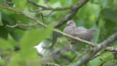 Juvenile Eurasian Collared Dove in walnut tree Vidéo 169227213