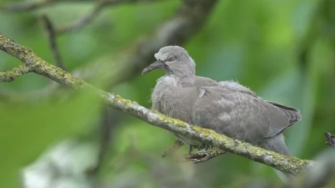 Juvenile Eurasian Collared Dove in walnut tree Vidéo 169227214