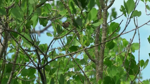 Juvenile Eurasian Tree Sparrow Perched In Foliage Stock Footage 345374547