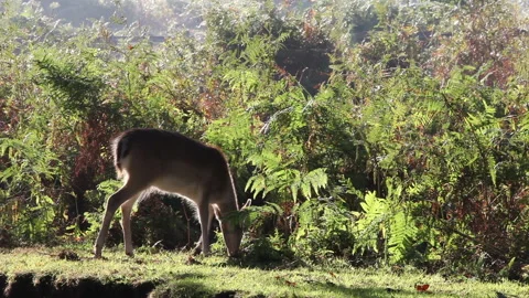Juvenile Fallow Deer (Dama dama), UK Video stock 146147116