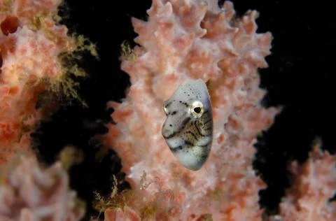 Juvenile Filefish Stock Photos