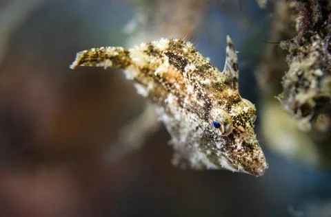 Juvenile Filefish Stock Photos