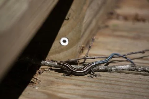 Juvenile Five-Lined Skink Stock Photos