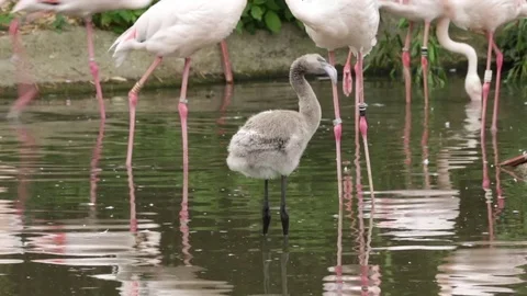 Juvenile Flamingo Vídeo Stock 77185559