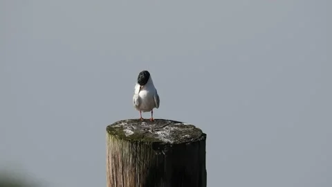 Juvenile Forster's Tern Preening on a Piling Stock Footage 137488098