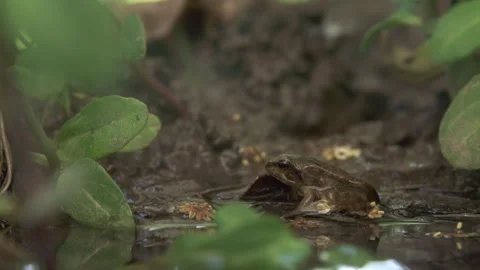 Juvenile frog with remaining tail in wet mud after leaving water Stock Footage 327850103