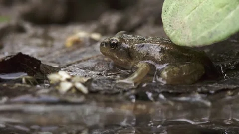 Juvenile frog with remaining tail in wet mud after leaving water Stock Footage 327850112