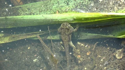 Juvenile frog in transition between tadpole and frog, in summer swamp amid Macro Video stock 120209806