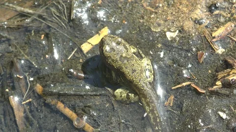 Juvenile frog in transition between tadpole and frog, sitting on wet sand Stock Footage 120941676