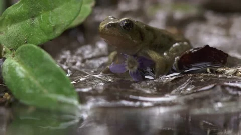 Juvenile frog  in wet mud after metamorphosis Stock Footage 327850143