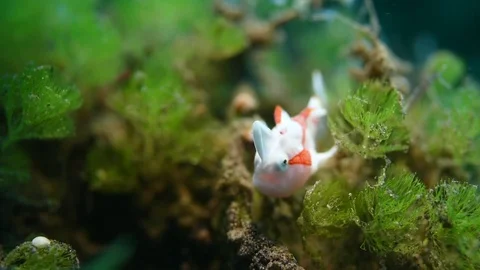 Juvenile Frogfish Walking Stock Footage 76203255