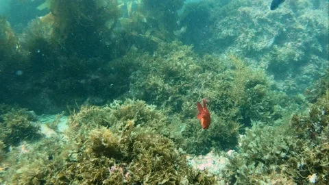 Juvenile Garibaldi Stock Footage 238686543