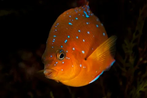 Juvenile Garibaldi Stock Photos