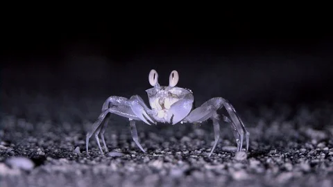 Juvenile Ghost Crab Immobile On The Beach Humidifying Eyes Stock Footage