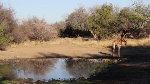 Juvenile giraffe at a drinking hole Stock Footage 162773693