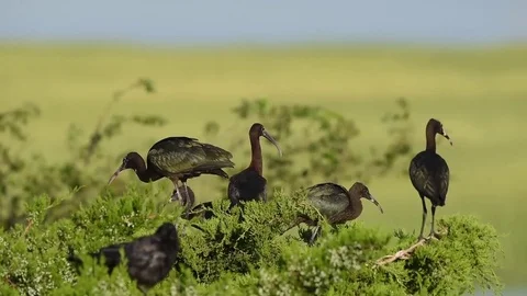 Juvenile Glossy Ibis Stock Footage 79868254