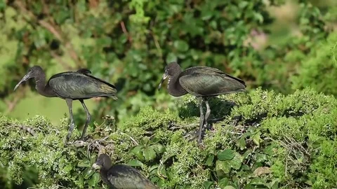 Juvenile Glossy Ibis Stock Footage 79868270