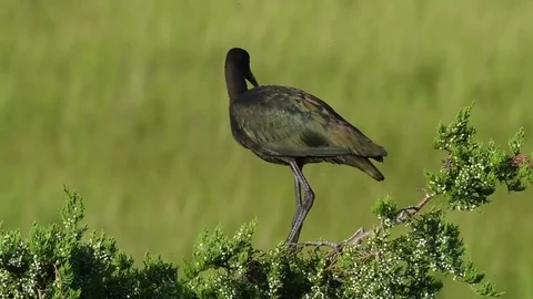 Juvenile Glossy Ibis Stock Footage 79868275