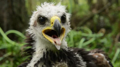 The juvenile golden eagle on the ground Stock Footage 60674760