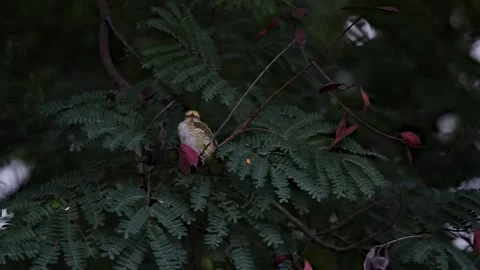 Juvenile Golden Oriole in between the tree leaves high quality night footage Stock Footage 157378911
