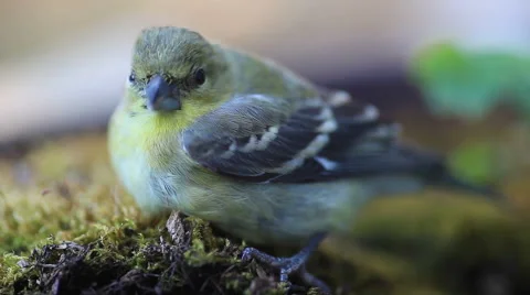 Juvenile goldfinch Stock Footage 64878043