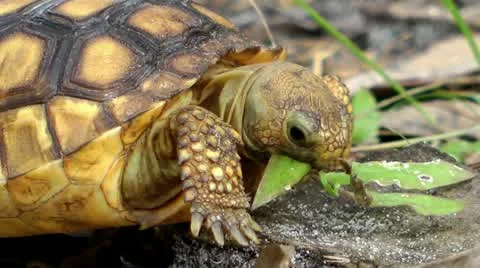 Juvenile Gopher Tortoise (Gopherus polyphemus) feeding on vegetation in Florida Stock Footage 10958940
