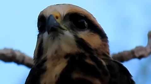 Juvenile Gray-lined Hawk (Buteo nitidus) close up calling on a branch Stock-Footage 343199919