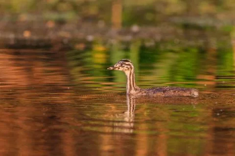 Juvenile great crested grebe (podiceps cristatus) Stock Photos