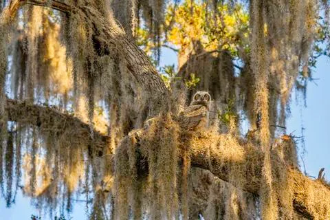 Juvenile Great Horned Owl Perched in Nest on Spanish Moss Covered Tree Stock Photos
