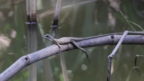 Juvenile green basilisk lizard rest on small branch hanging over water close Stock Footage 153374634