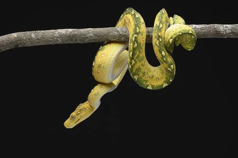 Juvenile Green tree python in black background Foto stock