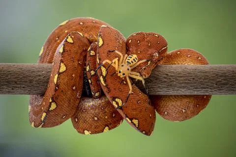 A juvenile Green Tree Python 写真素材
