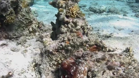 Juvenile Green Turtle and Hidden Octopus on Coral Reef 库存影片 344051002