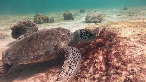 Juvenile green turtle eats grass from reef Stock Footage 105065076