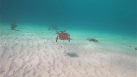 Juvenile Green Turtle Stock Footage 88176343