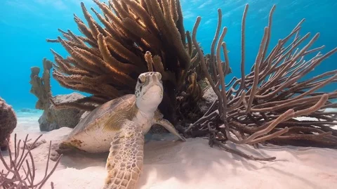 Juvenile green turtle Stock Footage 105065267