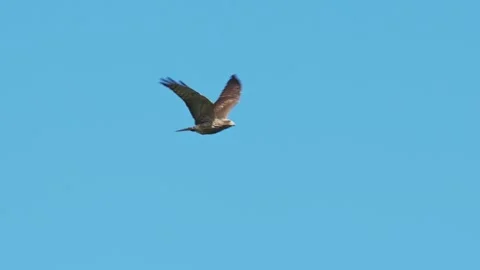 Juvenile Grey-faced Buzzard in flight Stock Footage 323889230