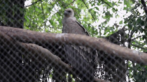 Juvenile Griffon vulture in captivity, bird of prey on a tree in the cage, Zoo Stock Footage 38696159