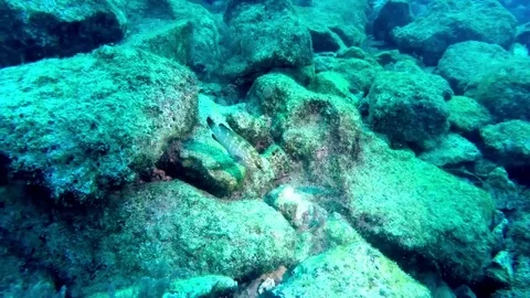 Juvenile Grouper.01. 스톡 동영상 97069735