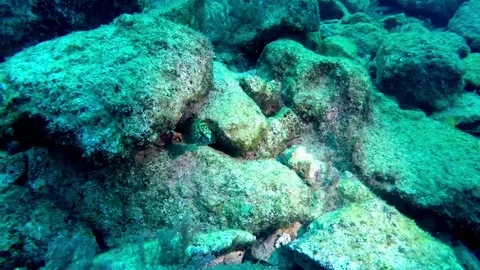 Juvenile Grouper.02. 스톡 동영상 97069841