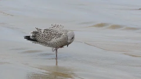 Juvenile gull foraging on a sandy beach shoreline. Stock Footage 296857434